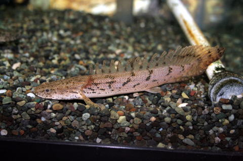 コンギクス